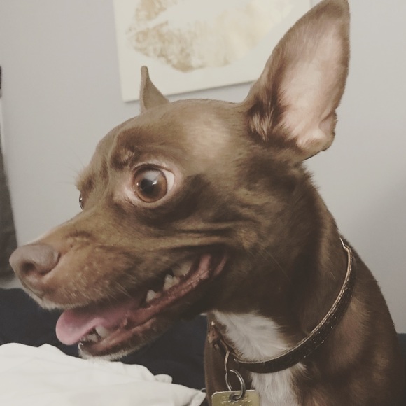 Meet your Posher, Rose - Picture 4 of 6